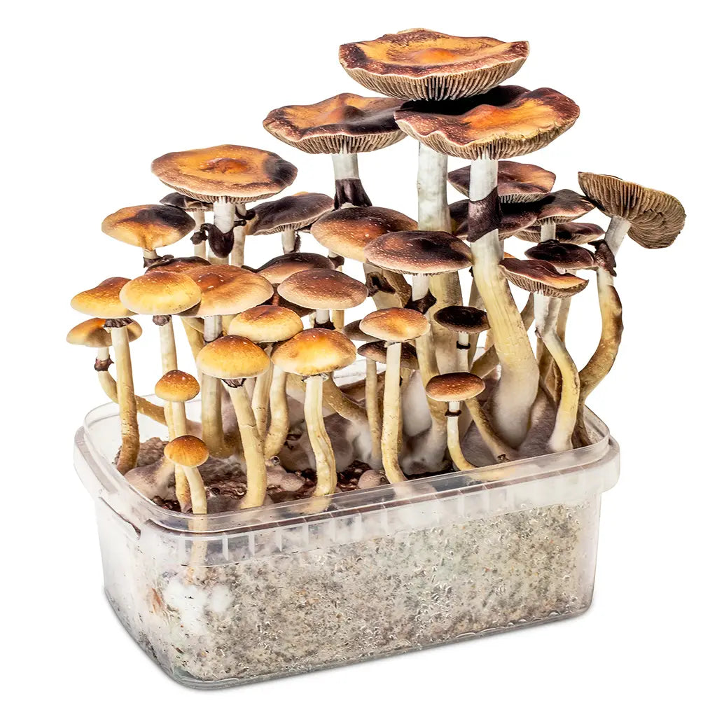 Sac02 Microbox Mushroom Grow Kit Container With Golden Teachers