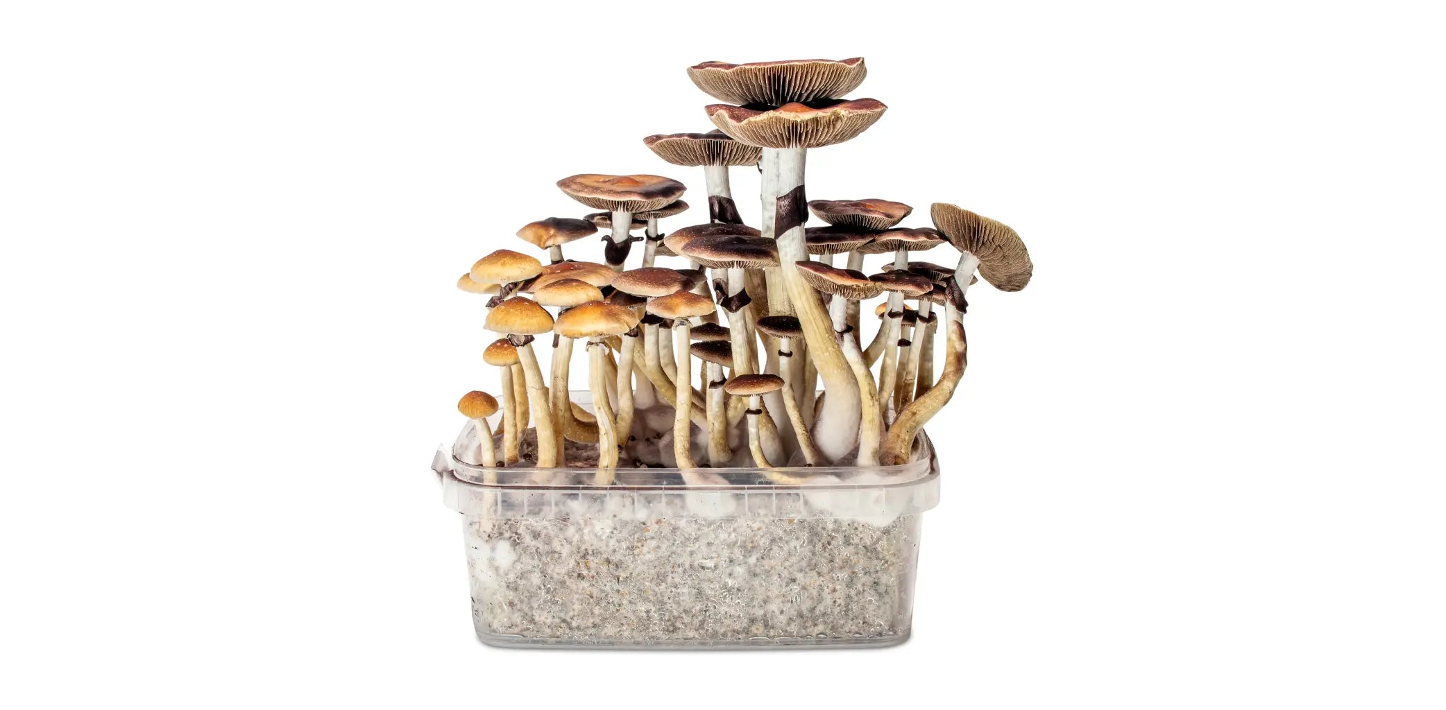 Mushroom Grow Kit