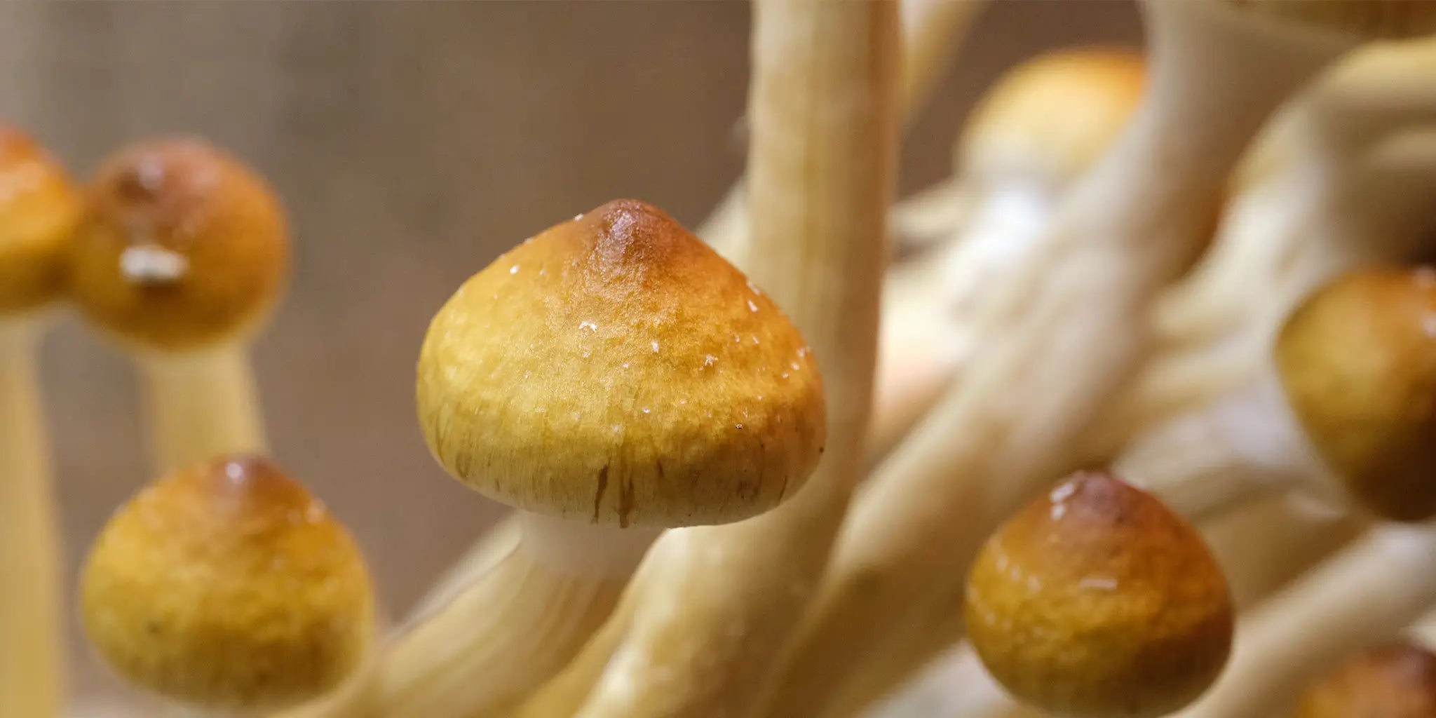 Golden Teacher Mushroom